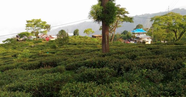 Singell Tea Estate View